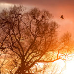 Blätterloser Baum mit vielen sitzenden Krähen vor Morgensonne mit rotorangem wolkigen Himmel
